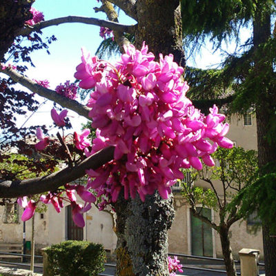 Casalbore7