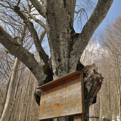 Albero monumentale d'Italia Faggio Terminio Campo Laspierto